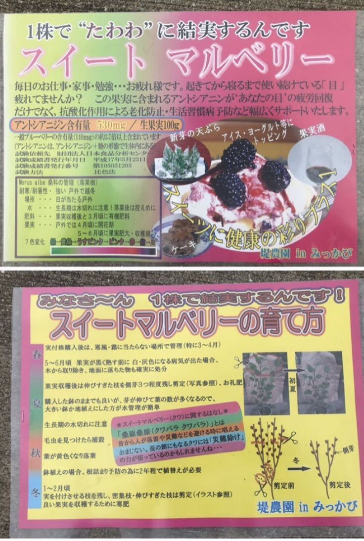 ★スイートマルベリー　苗木　落葉期のため剪定済み　4つまで送料そのまま　眼精疲労 老化防止に★_こんなPOPが付いてました