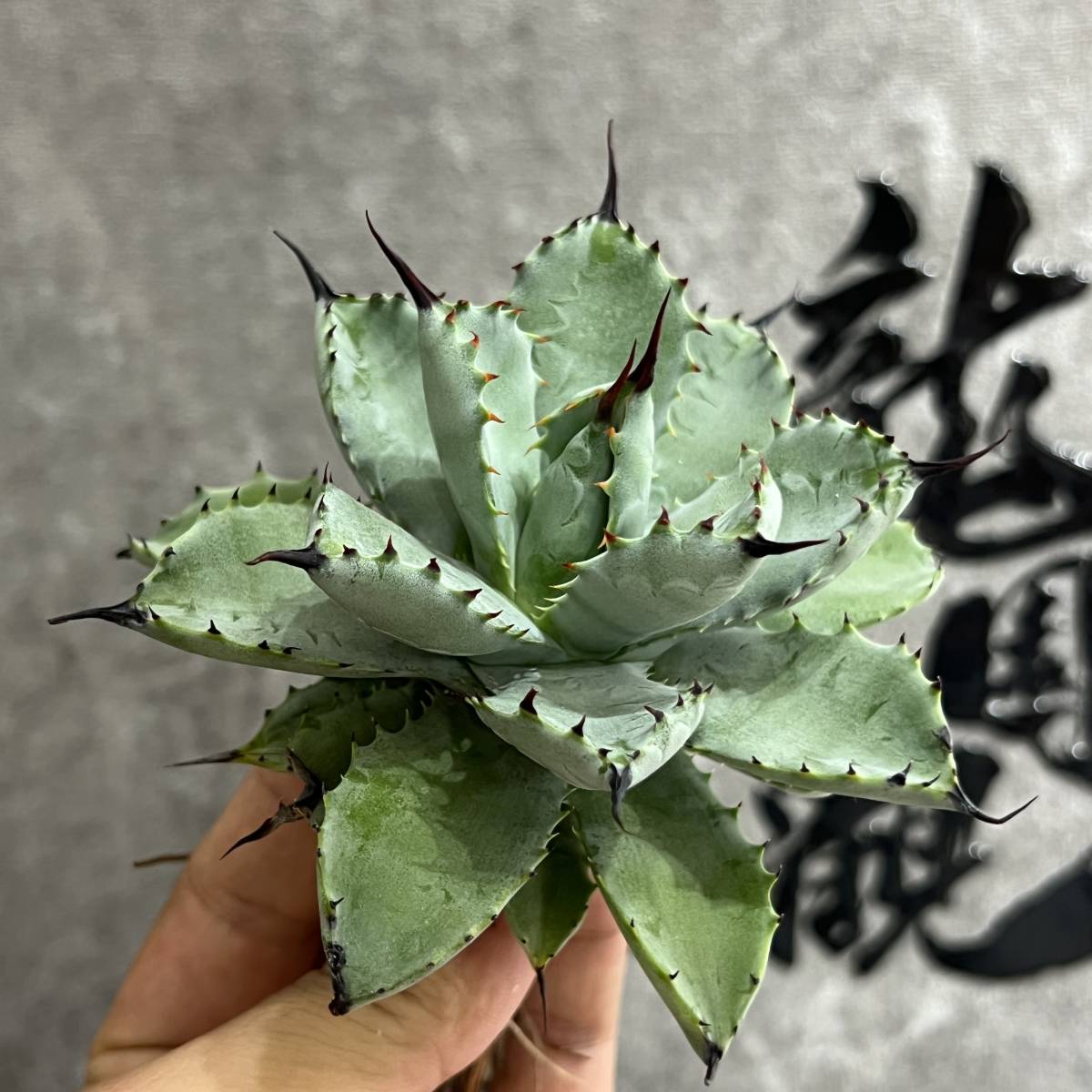 代購代標第一品牌-樂淘letao-【龍園觀】①No.44 特選アガベ多肉植物