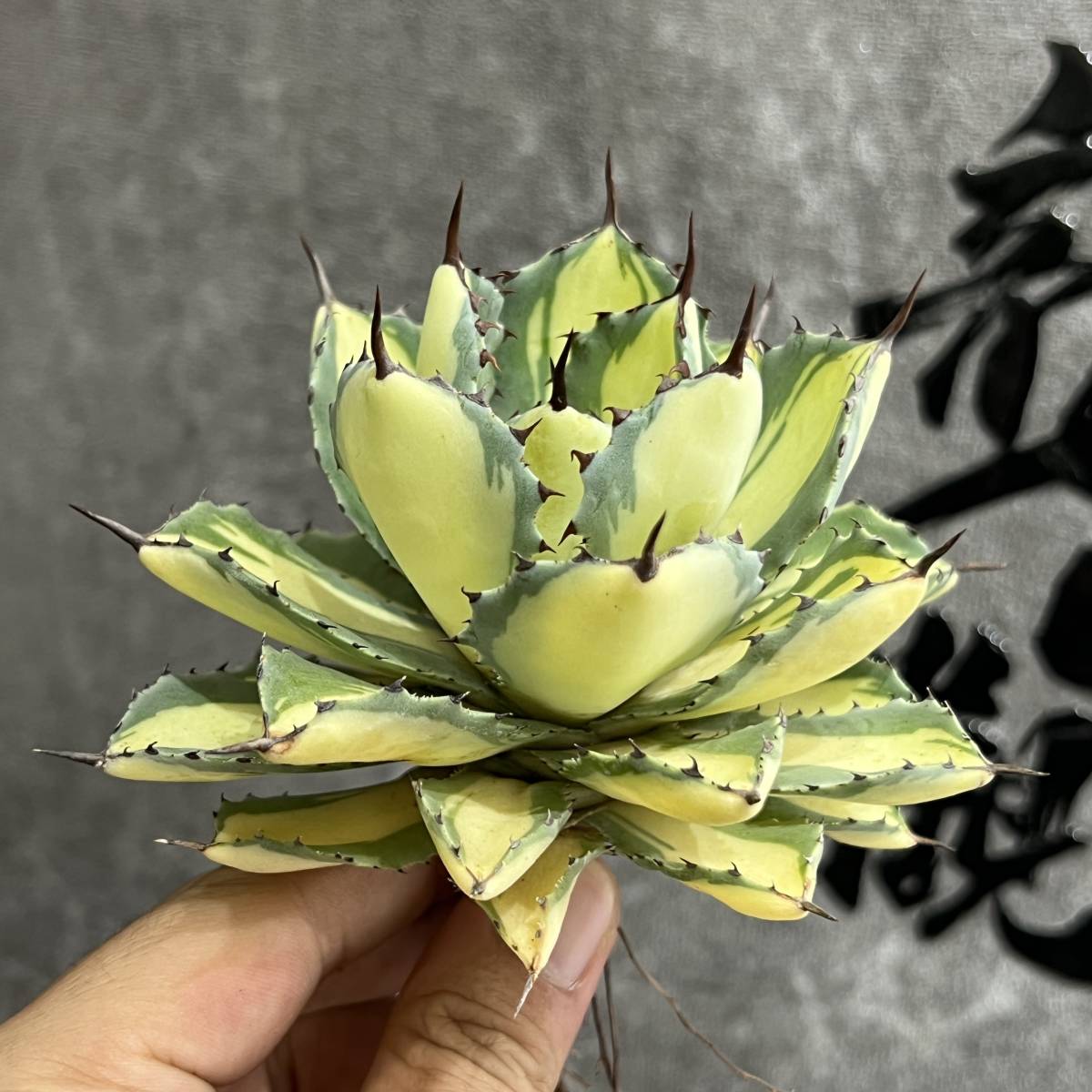 在庫処分 極上株 アガベ チタノタ錦 黄中斑 鉢ごと 植物/観葉植物