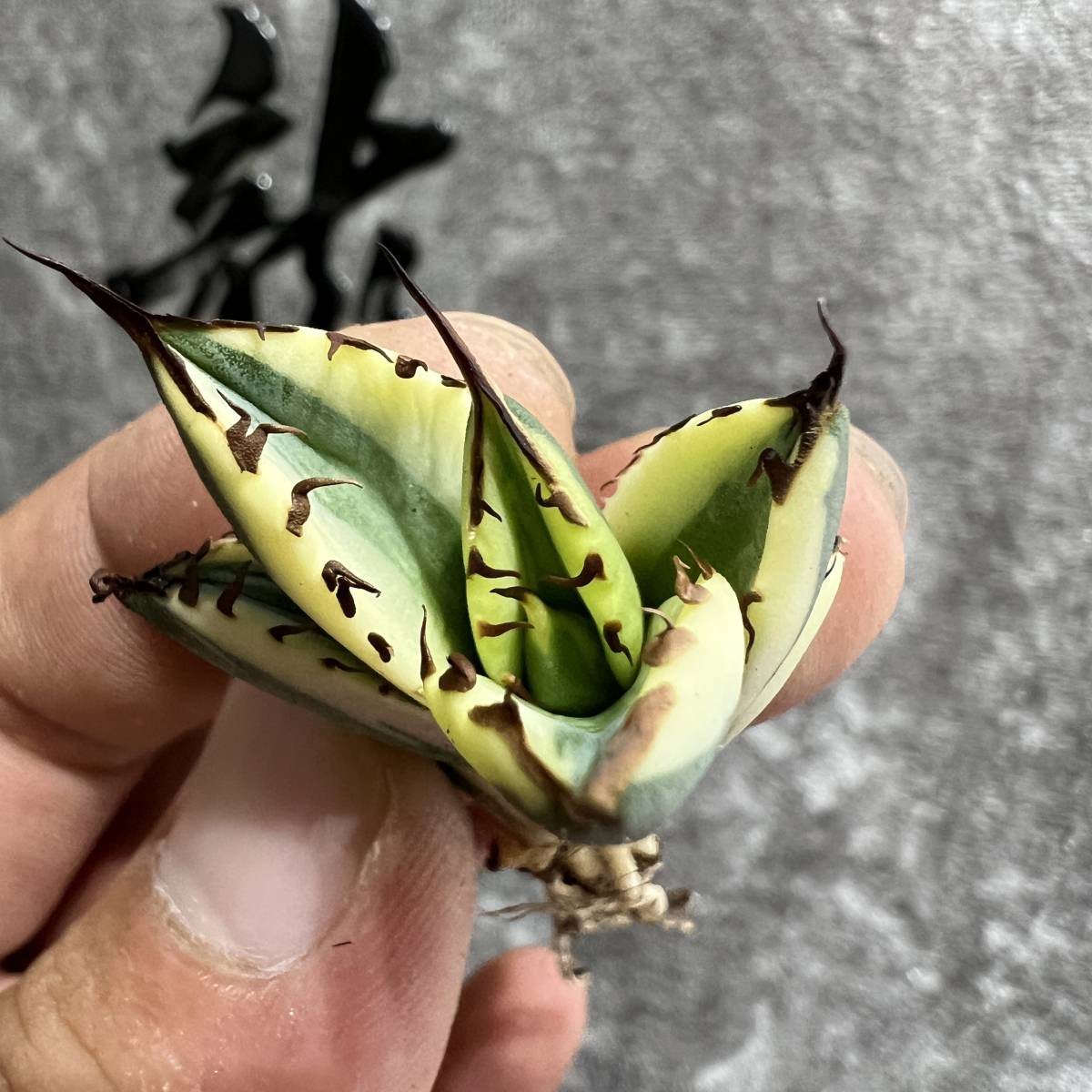 龍園觀】① No.167 特選 アガベ 多肉植物 スナグルトゥース 極上株 激