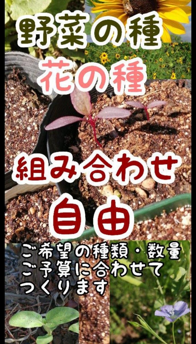 大きくそだつひまわりの種　たっぷり56g約800粒　小粒タイプ　小動物のご給餌に◎家庭菜園やガーデニング、花壇、休耕地利用にも◎