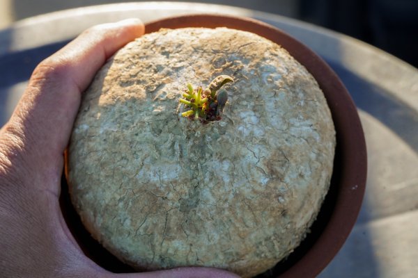 ◎レア種　Adenia ovata　アデニア・オバタ　発根済み　開花株　コーデックス　塊根植物_画像2