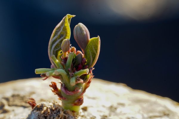 ◎レア種　Adenia ovata　アデニア・オバタ　発根済み　開花株　コーデックス　塊根植物_画像5