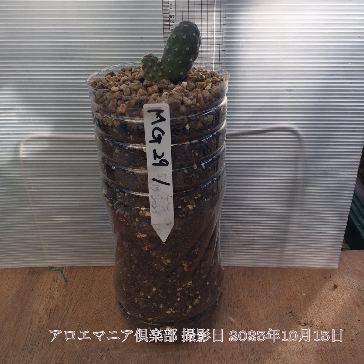 アロエマニア倶楽部ゲオメトリクス Tephrocactus geometricus テフロ