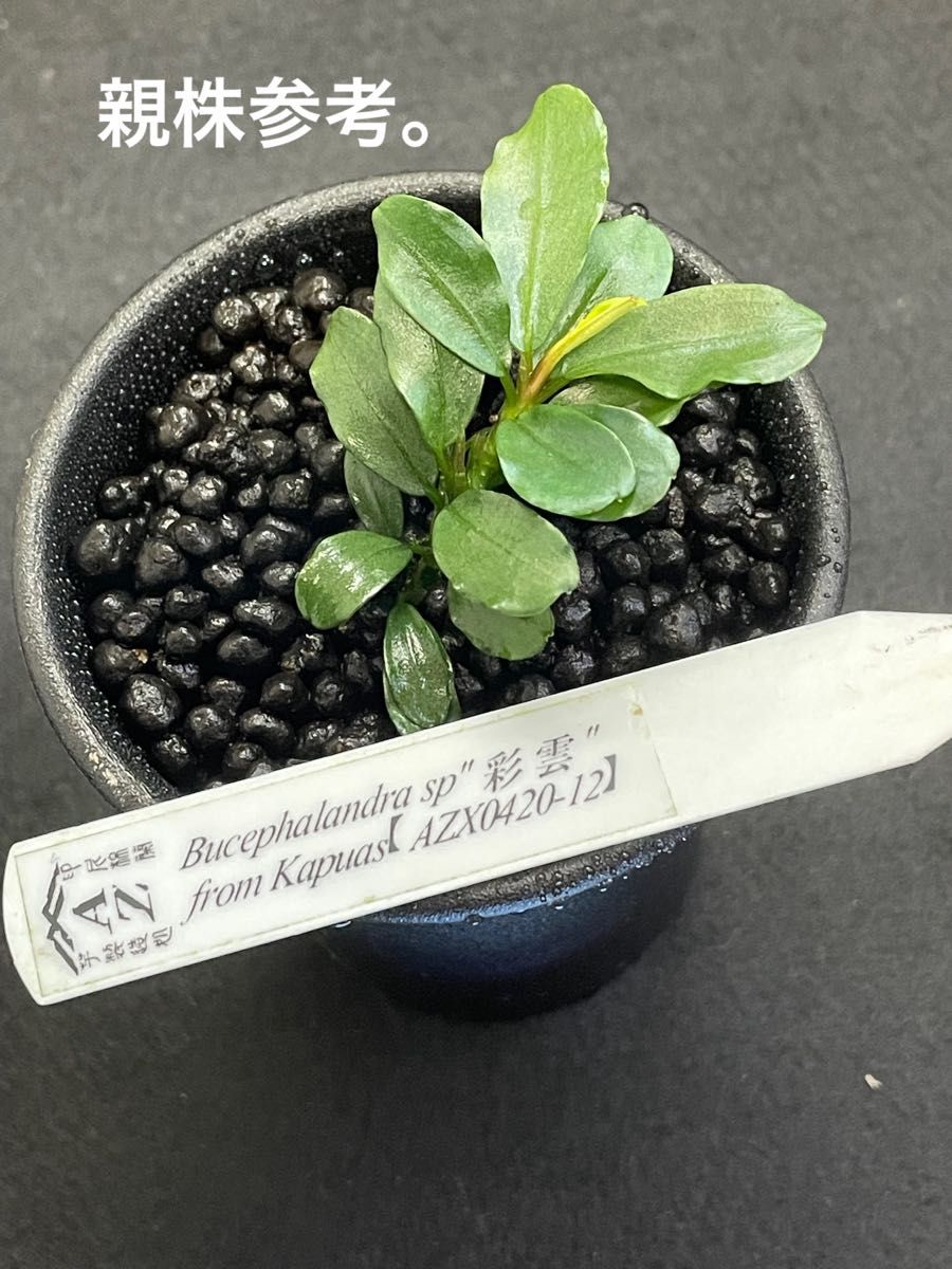 【AZ便】Bucephalandra sp