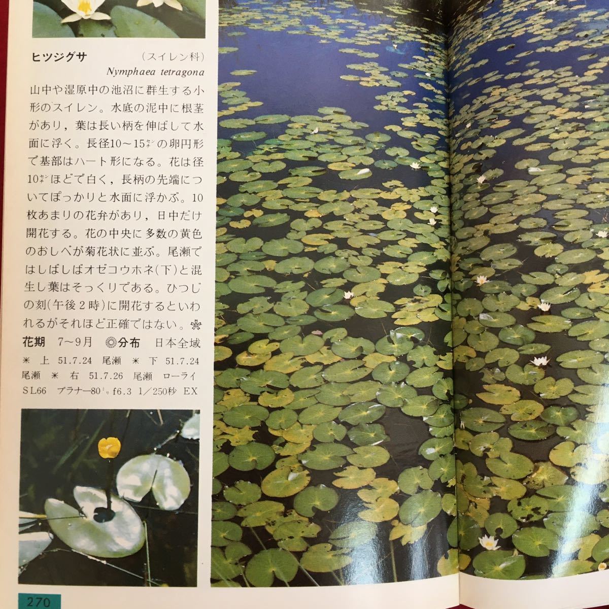 h-225*6/ field hand book 8 Alpine plants Showa era 55 year 4 month 15 day 2 version 2. issue explanation Ono . male photograph tree .. height mountain . ground height mountain .. height stem .. needle leaved tree . obi 