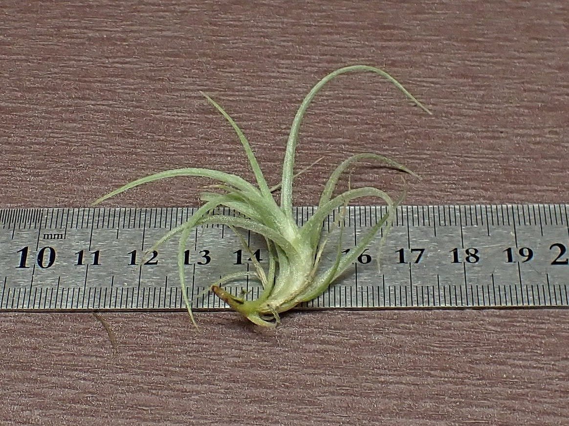 Tillandsia macbrideana x T.paleacea チランジア・マックブリデアナxパレアセア●エアプランツTI★第四種送料別途★税別1円～!!_画像2