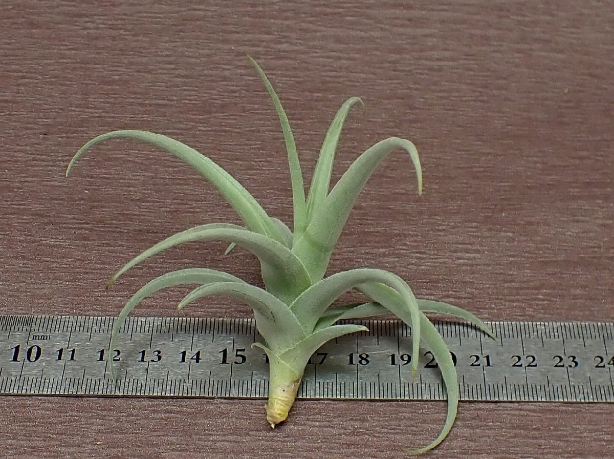 Tillandsia streptocarpa 'Fat Boy' チランジア・ストレプトカルパ ファットボーイ■エアプランツTI★第四種送料別途★税別1円～!!_画像2