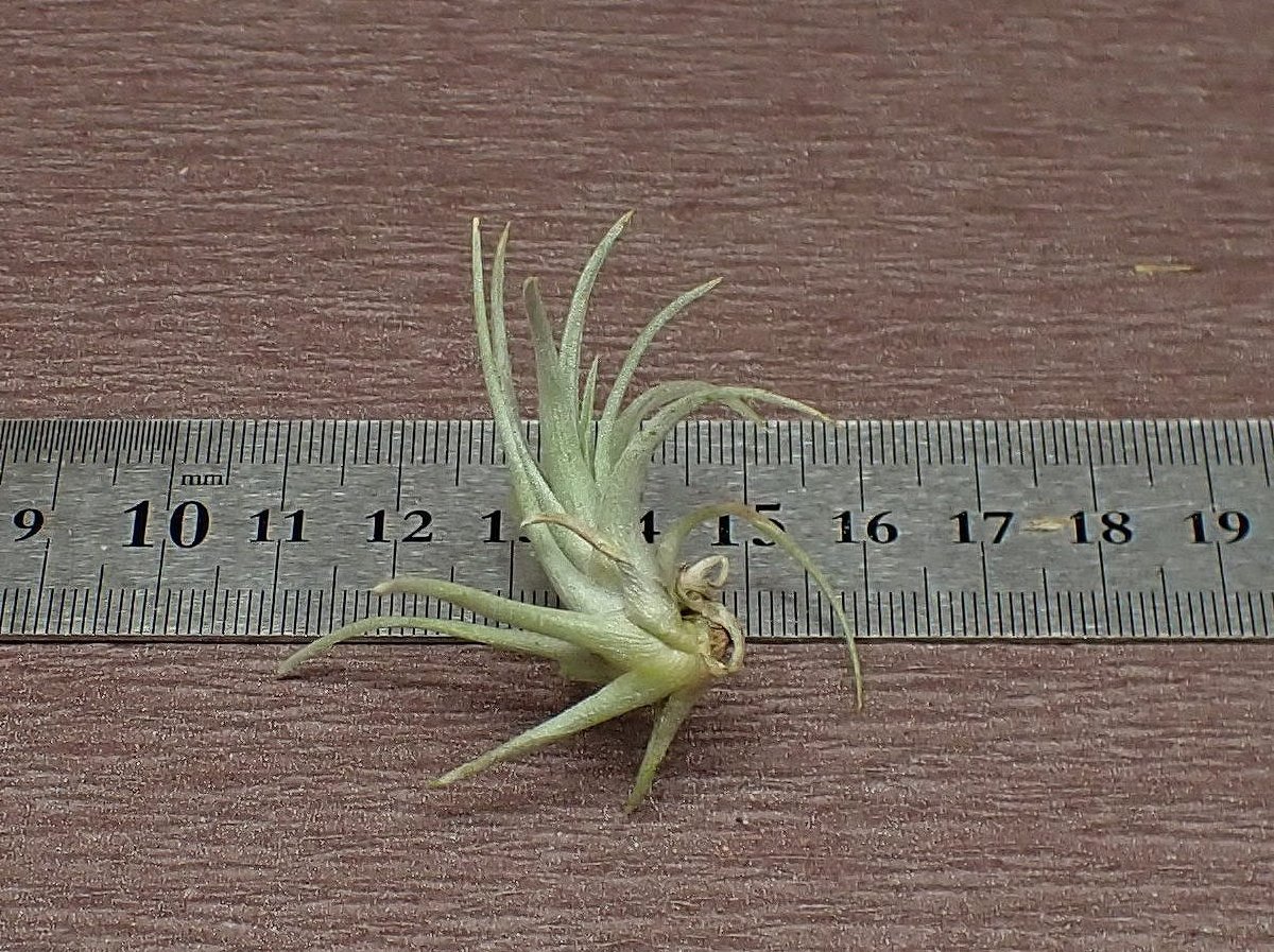 Tillandsia mima v.chilitensis チランジア・ミマ チリテンシス★エアプランツTI★第四種送料別途★税別1円～!!_画像2