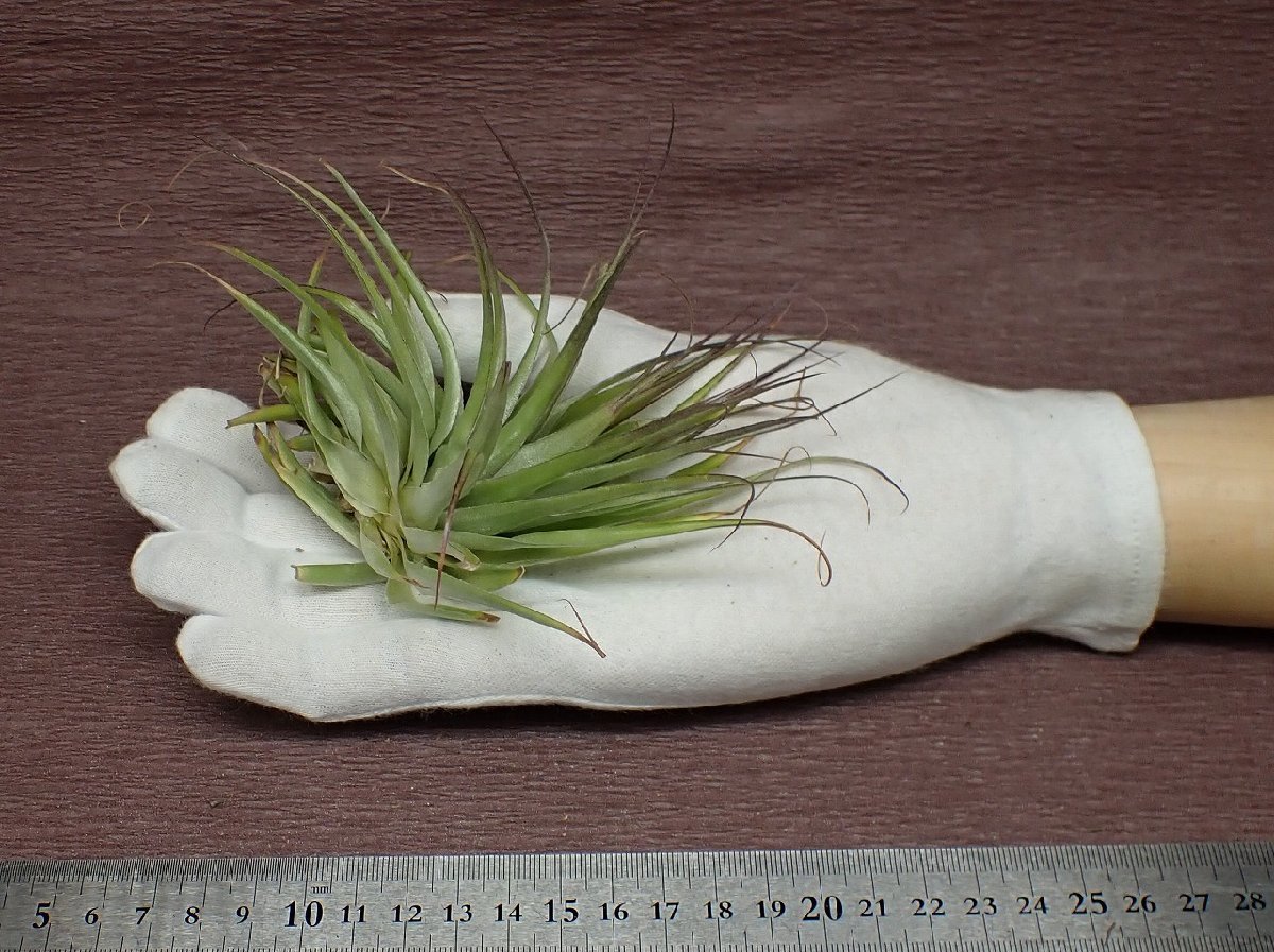 Tillandsia globosa チランジア・グロボサ★エアプランツBS★第四種送料別途★税別1円～!!_画像1