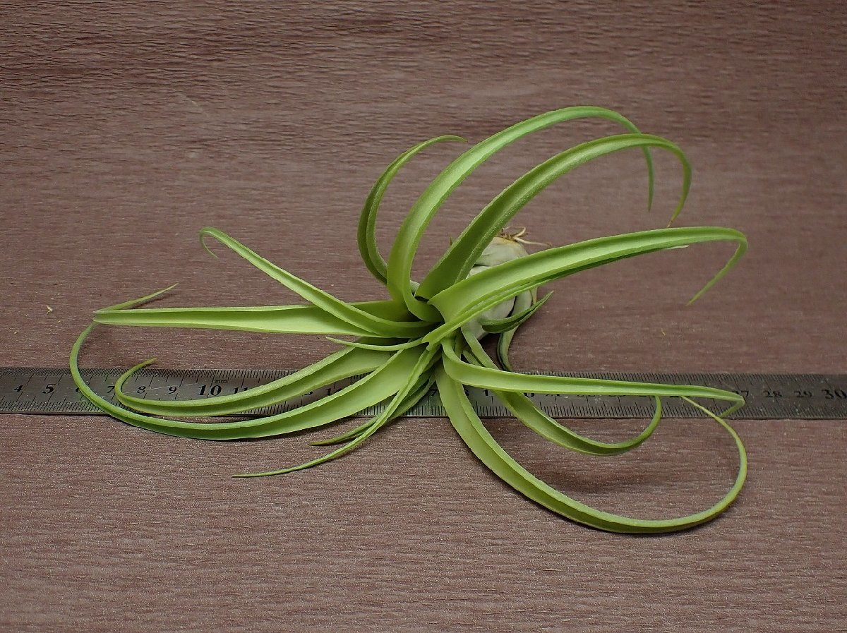 Tillandsia caput-medusae x T.brachycaulos カプトメデューサエxブラキカウロス★エアプランツEP★第四種送料別途★税別1円～!!_画像3