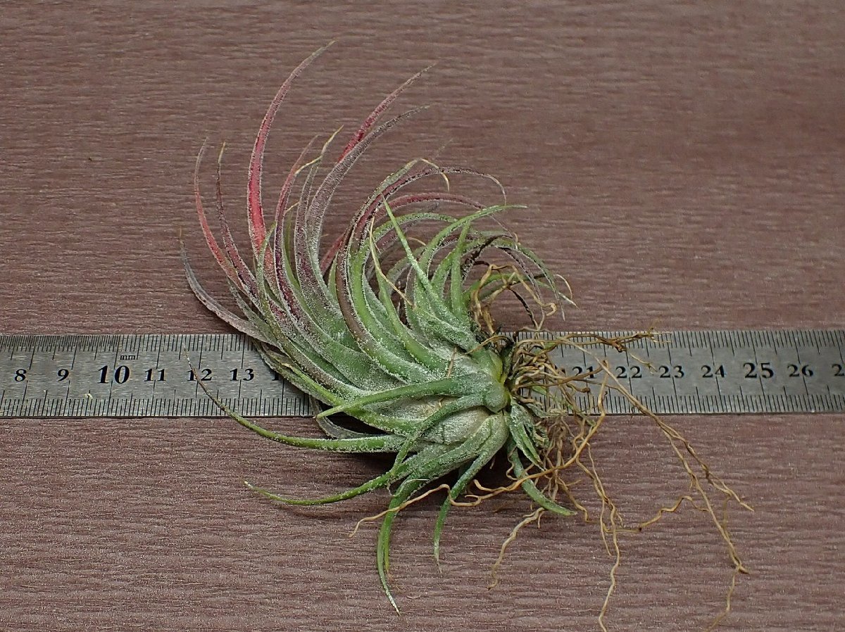 Tillandsia pruinosa x T.velutina チランジア・プルイノーサxベルティナ■エアプランツTI★第四種送料別途★税別1円～!!_画像2