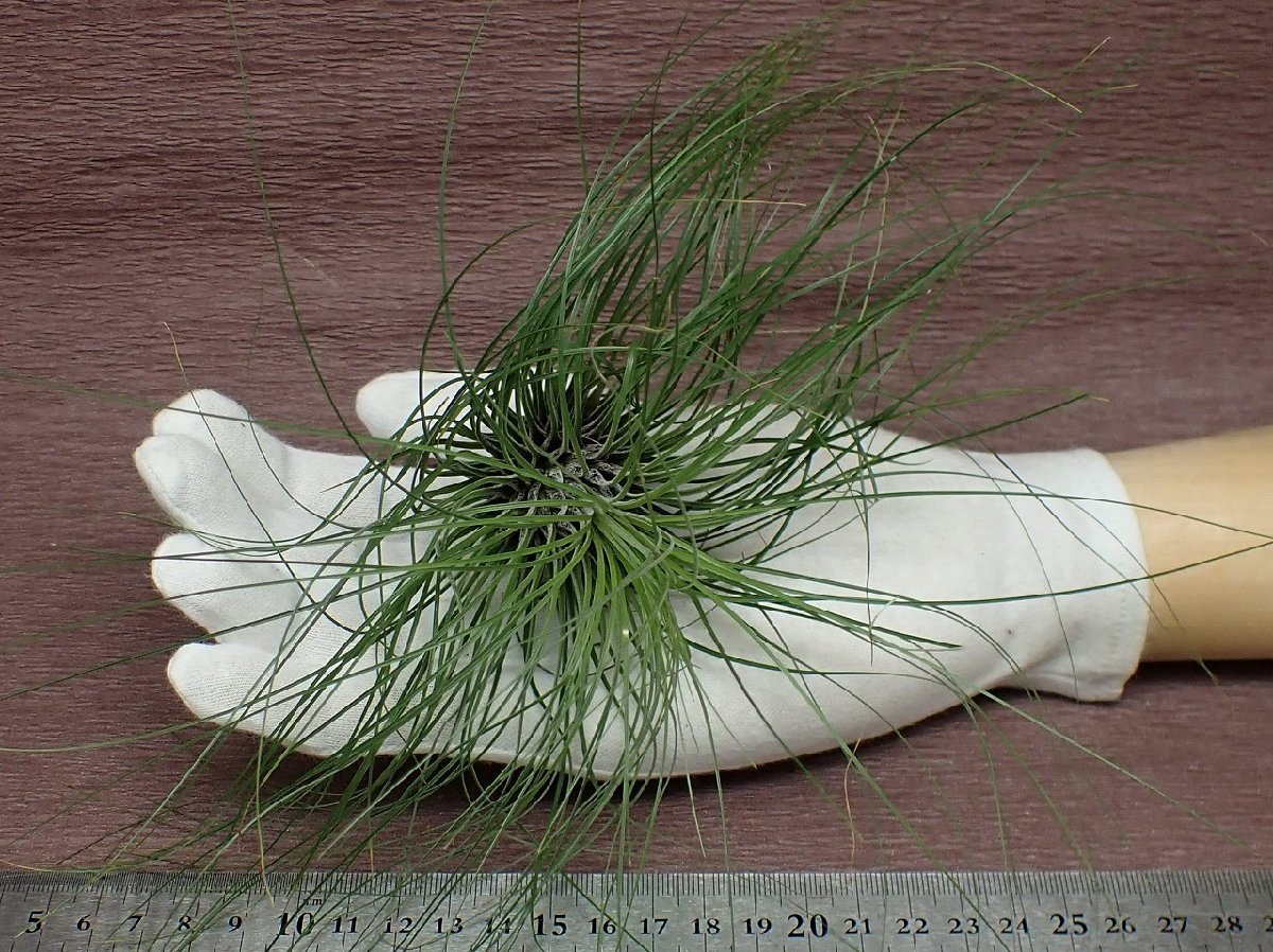 Tillandsia filifolia チランジア・フィリフォリア★エアプランツKK★第四種送料別途★税別1円～!!_画像1