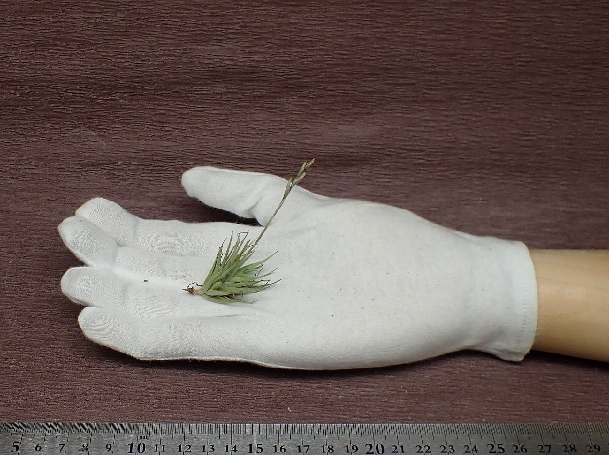 Tillandsia loliacea チランジア・ロリアセア●エアプランツBS★第四種送料別途★税別1円～!!_画像1