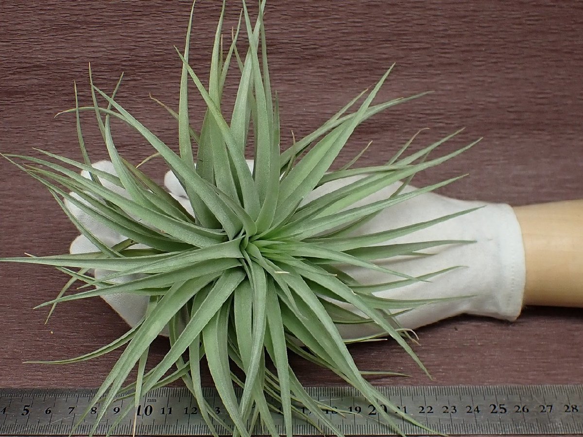 Tillandsia 'Houston' x T.aeranthos チランジア ヒューストンxアエラントス★エアプランツPR★第四種送料別途★税別1円～!!_画像1