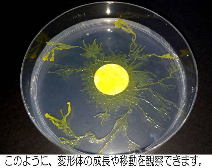 ★変形菌（粘菌）「モジホコリ」のパーフェクト実験セット（菌核セット）／自由研究にも最適／#25-03_画像5