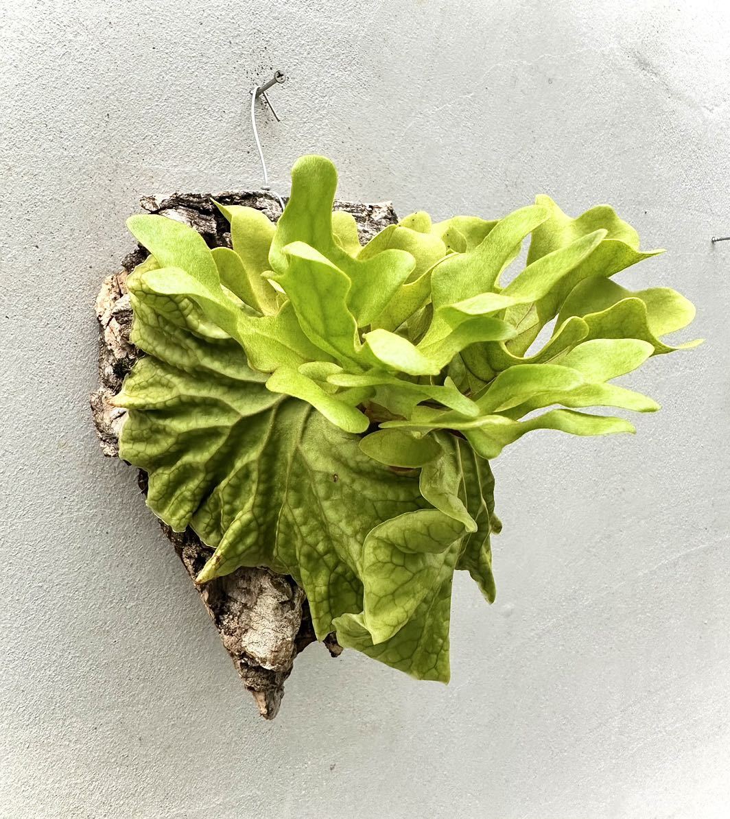 P. ridleyi dwarf リドレイ ドワーフ【vandaka】ビカクシダ 商品 P. ridleyi dwarf リドレイ ドワーフ【vandaka】ビカクシダ 商品