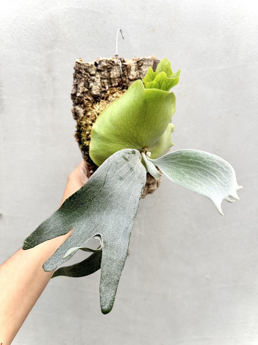 P. 'Ginka' spore grown 銀華 ビカクシダ【vandaka】 P. 'Ginka' spore grown 銀華 ビカクシダ【vandaka】