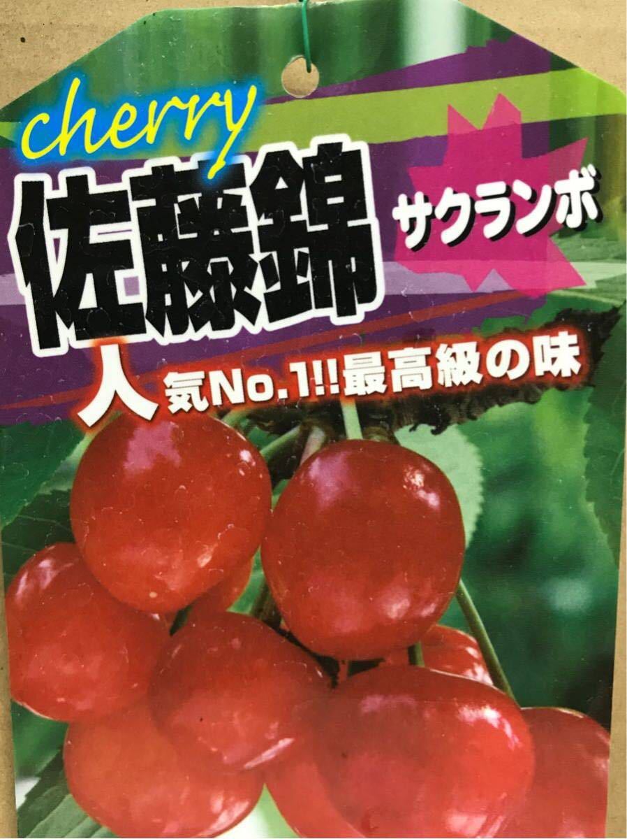 佐藤錦さくらんぼ苗 佐藤錦さくらんぼ苗
