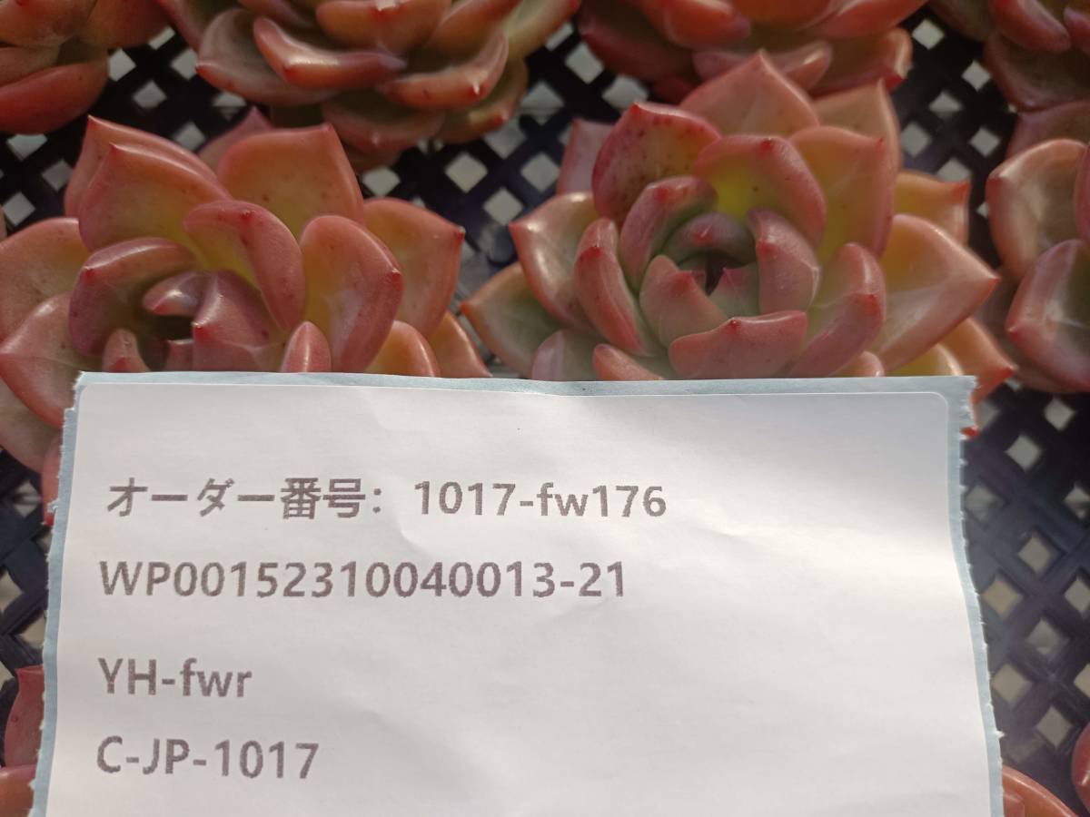 1017-fw176 シャルルローズ25個 ☆多肉植物　エケベリア　韓国　　10/20発送_画像3
