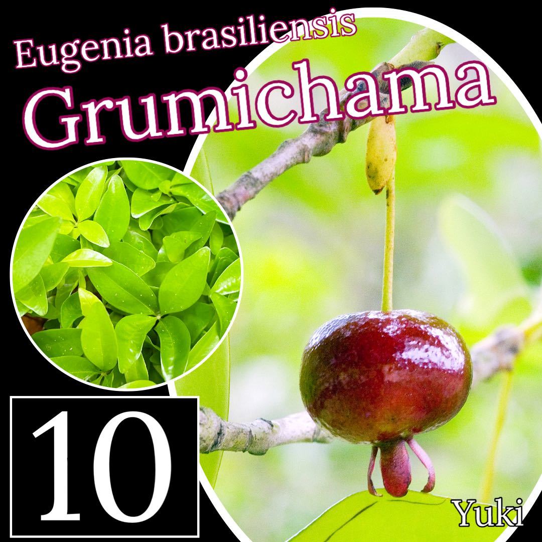 グルミチャマ 抜き苗x10[耐寒性果樹]Eugenia brasiliensis_画像1