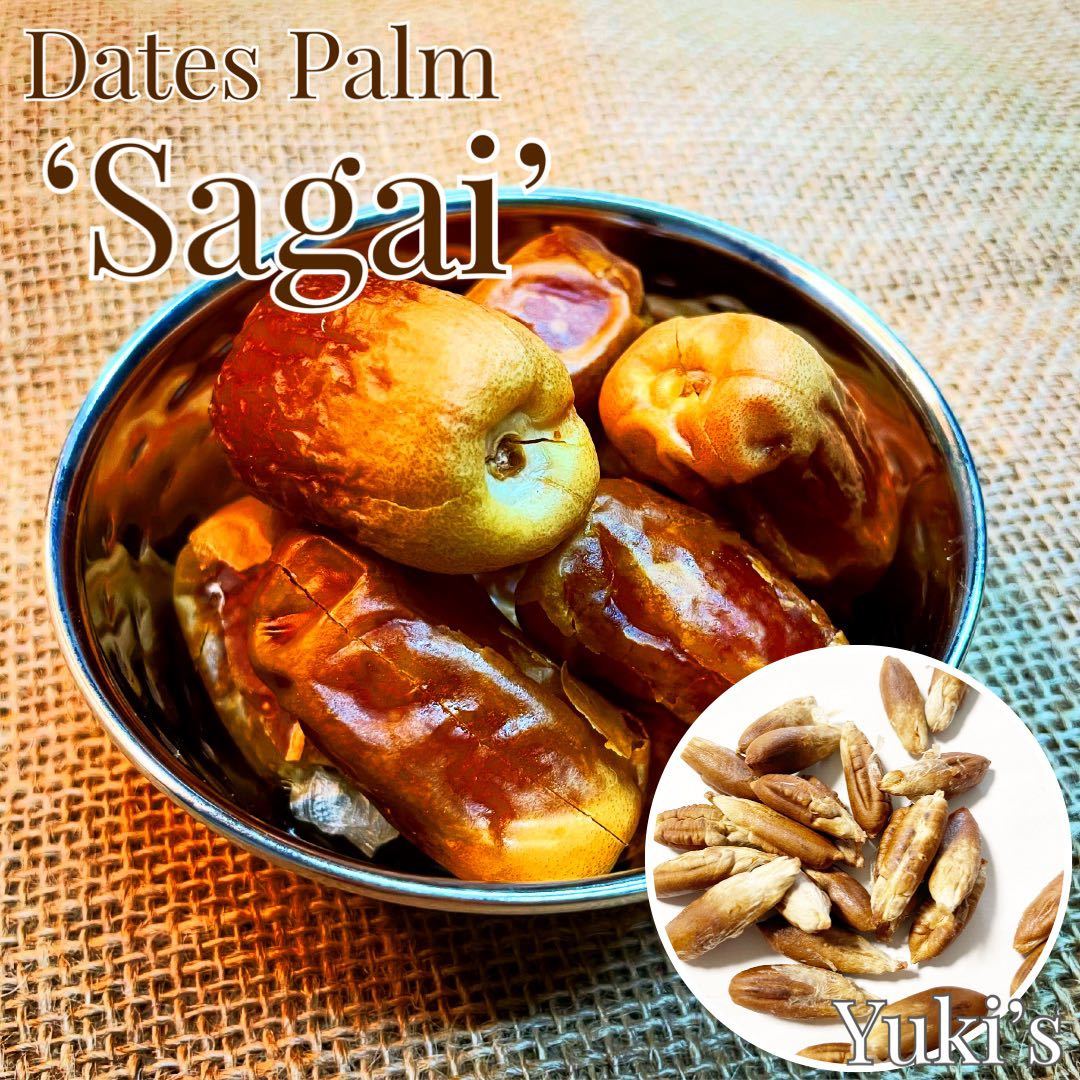 デーツパーム 種子5粒 [品種:サガイ] Dates Palm 'Sagai'_画像1