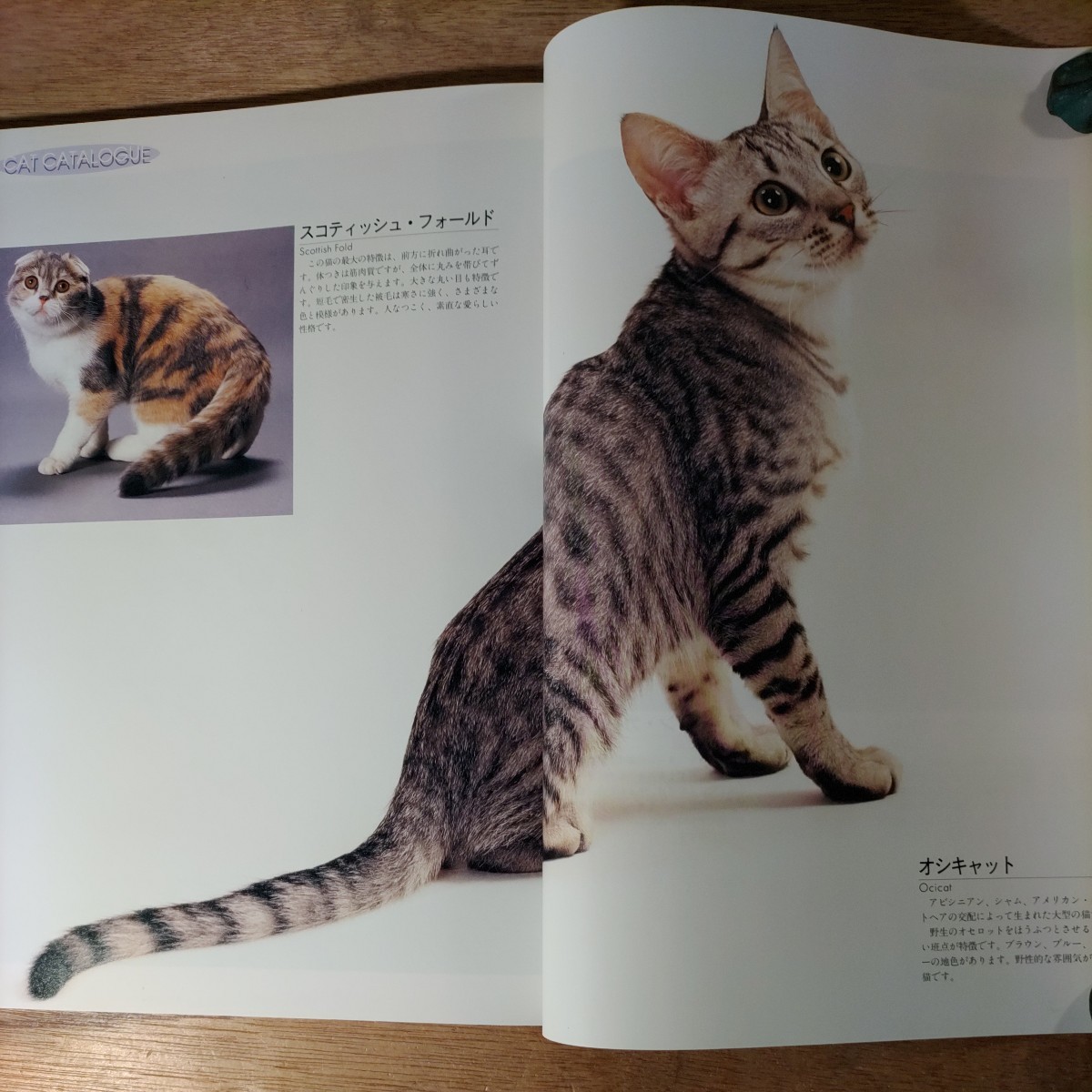NHK хобби различные предметы домашнее животное .... кошка . есть .. поэтому . Kobayashi . прекрасный 1992 год 