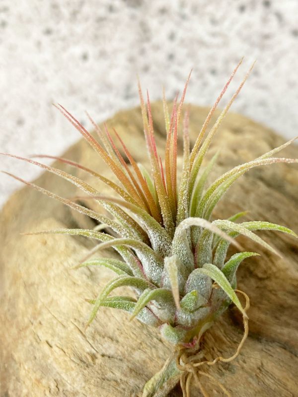 [Frontier Plants]chi Ran jia* Io naan ta*rosi-taT. ionantha Rositabrome rear air plant 