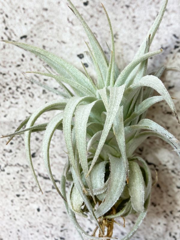 ユッカ ブレビフォリア ツイステッド ブルー 種子 100粒+α Yucca ユッカ ブレビフォリア ツイステッド ブルー 種子 100粒+α Yucca