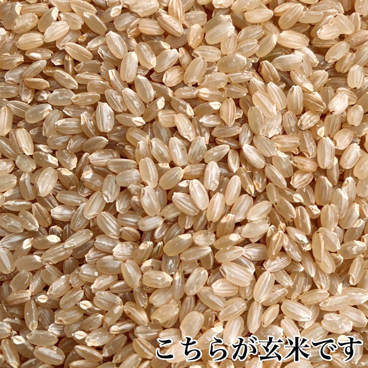 令和5年産 秋田県産 新米あきたこまち30kg 特別栽培米 有機米 無