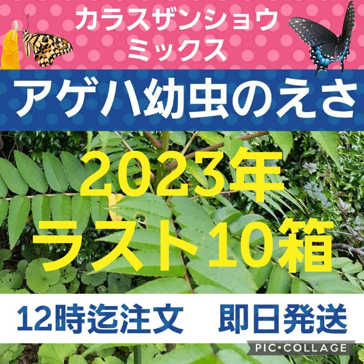 アゲハ幼虫の餌 カラスザンショウ 枝付き葉っぱ ミックス