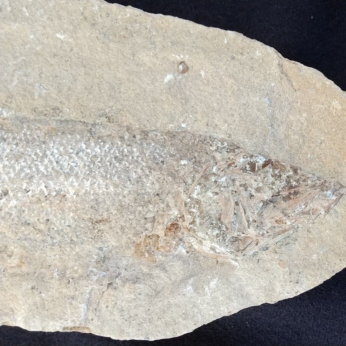 魚の化石  ノジュール  ブラジル産