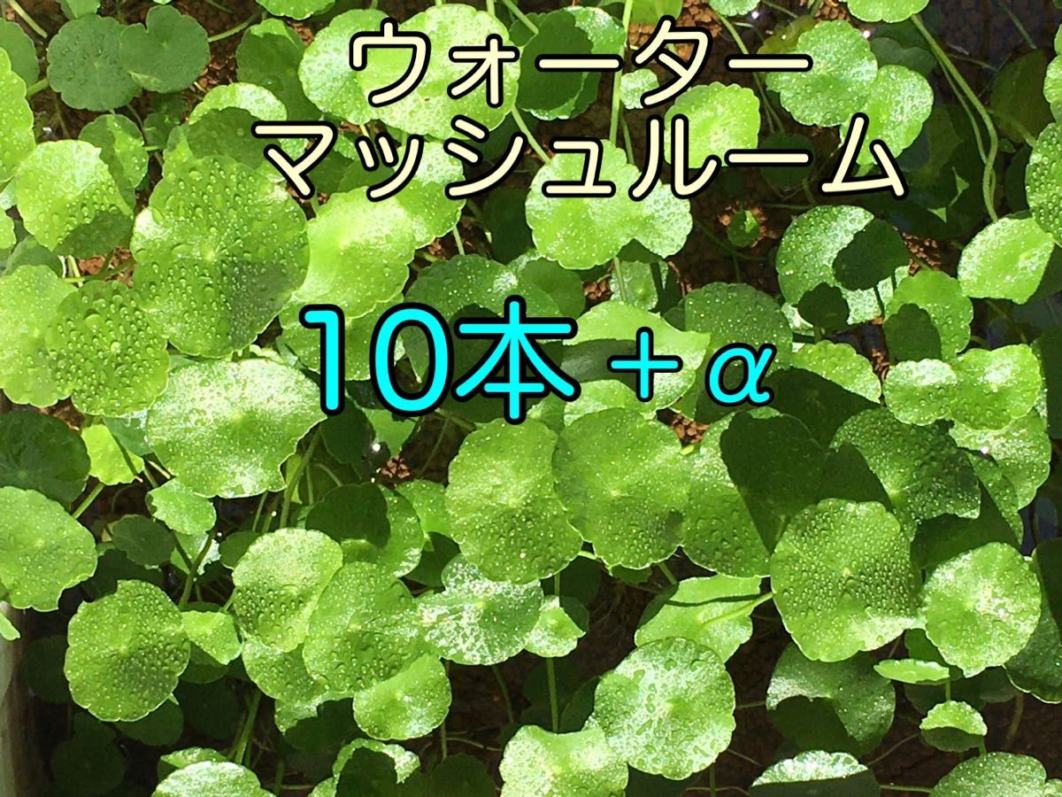 ウォーターマッシュルーム １０本 - 水草