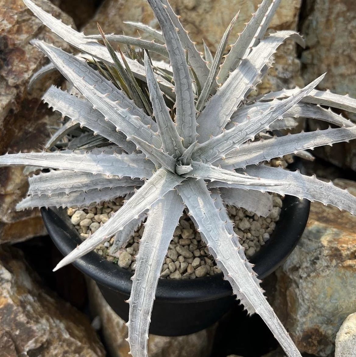 Yahoo!オークション - Dyckia joanae-marcioi 激レア原種 Yahoo!オークション - Dyckia joanae-marcioi 激レア原種