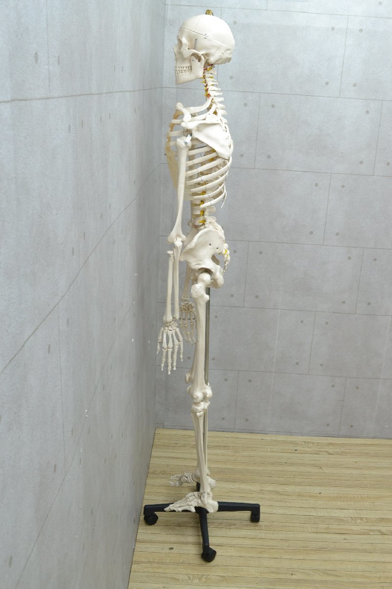 保障できる k529□人体骨格模型 スタンド付き□高さ約180cm□人体模型 骸骨 医学一般