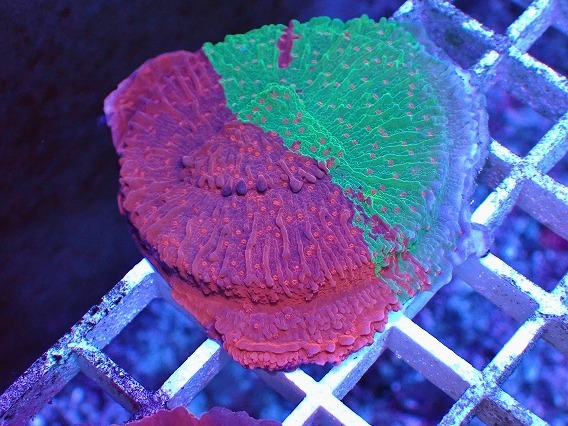 No.5 Grafted montipora ultra frag|SPS ハードコーラル　アクアスタイルユー サンゴ 通販 販売 ASY_画像1