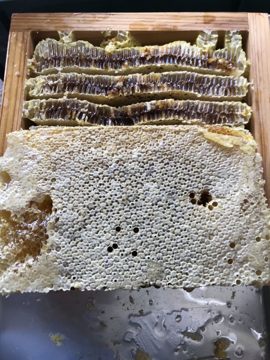 日本ミツバチ純粋100%蜂蜜　600g×2本　糖度80度_画像2