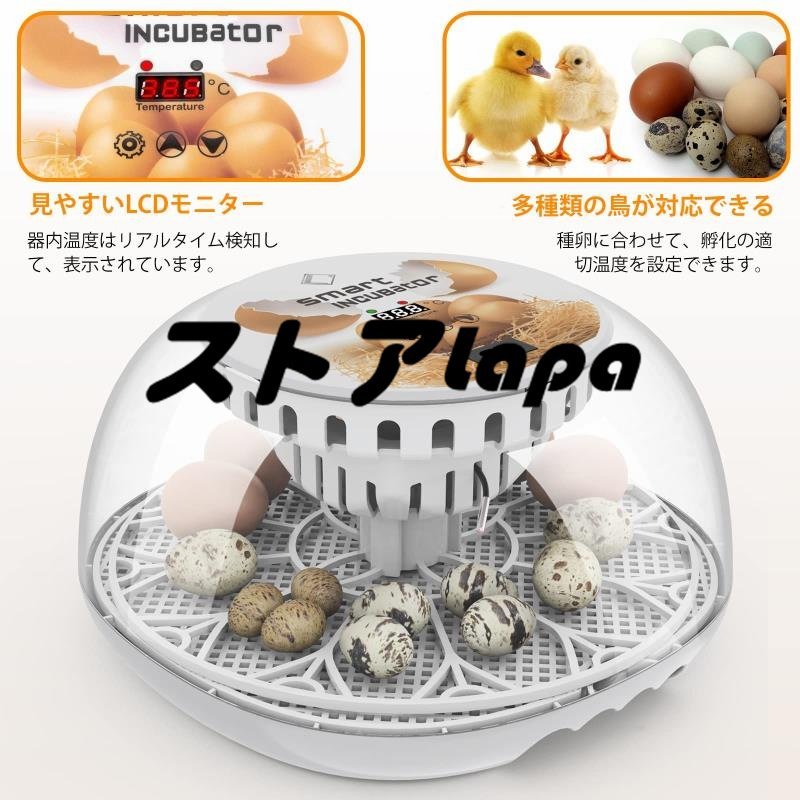  automatic . egg vessel in kyu Beta - birds exclusive use automatic rotation egg type a Hill goose ... chicken etc. house .. egg vessel 12 piece insertion egg possibility child education for home use q183