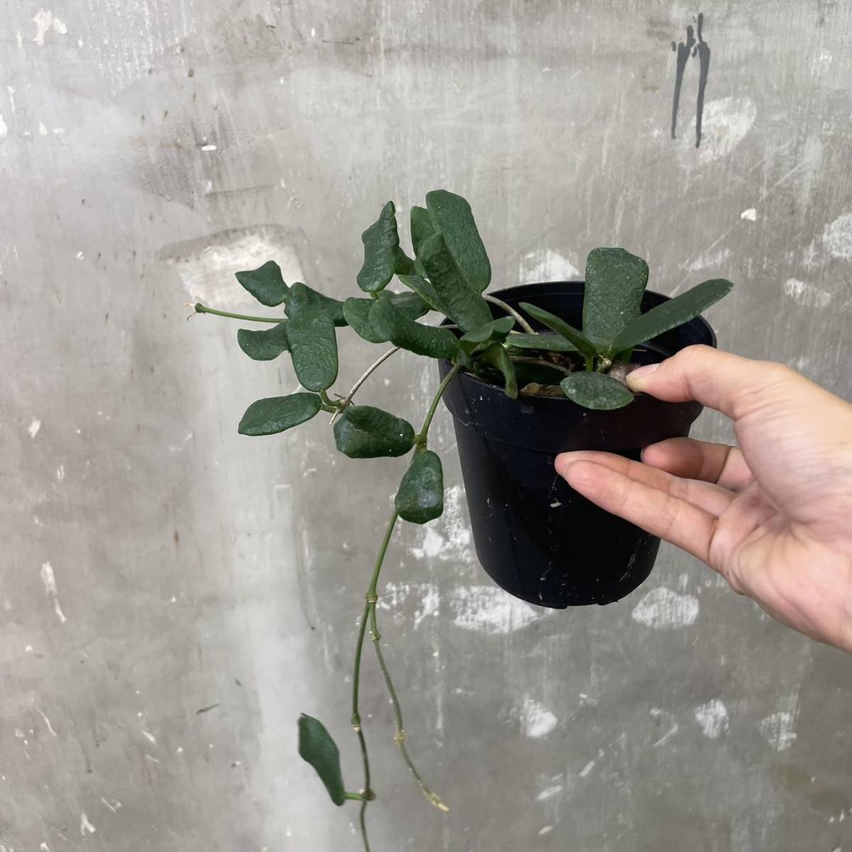 ［Pof］Hoya rotundiflora ホヤ・ロツンディフローラ①_画像3