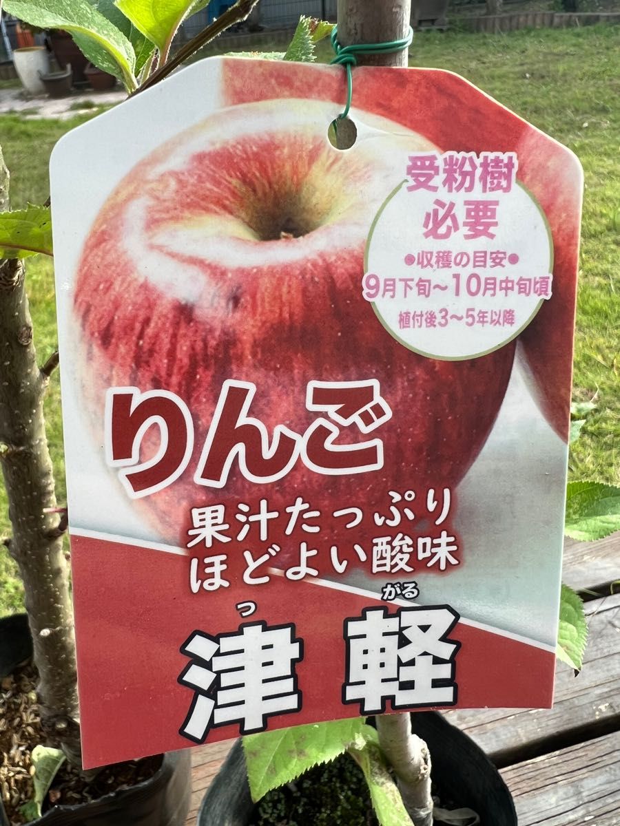 りんご苗木 接木苗木 果樹苗木 林檎苗木 フジ つがる 2本セット 