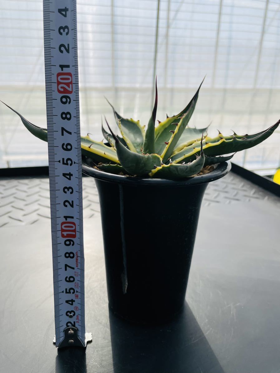 Agave scabra f.variegata Short Leafアガベ スカブラショートリーフ スカブラ錦　斑入り 多肉植物 サボテン_画像9