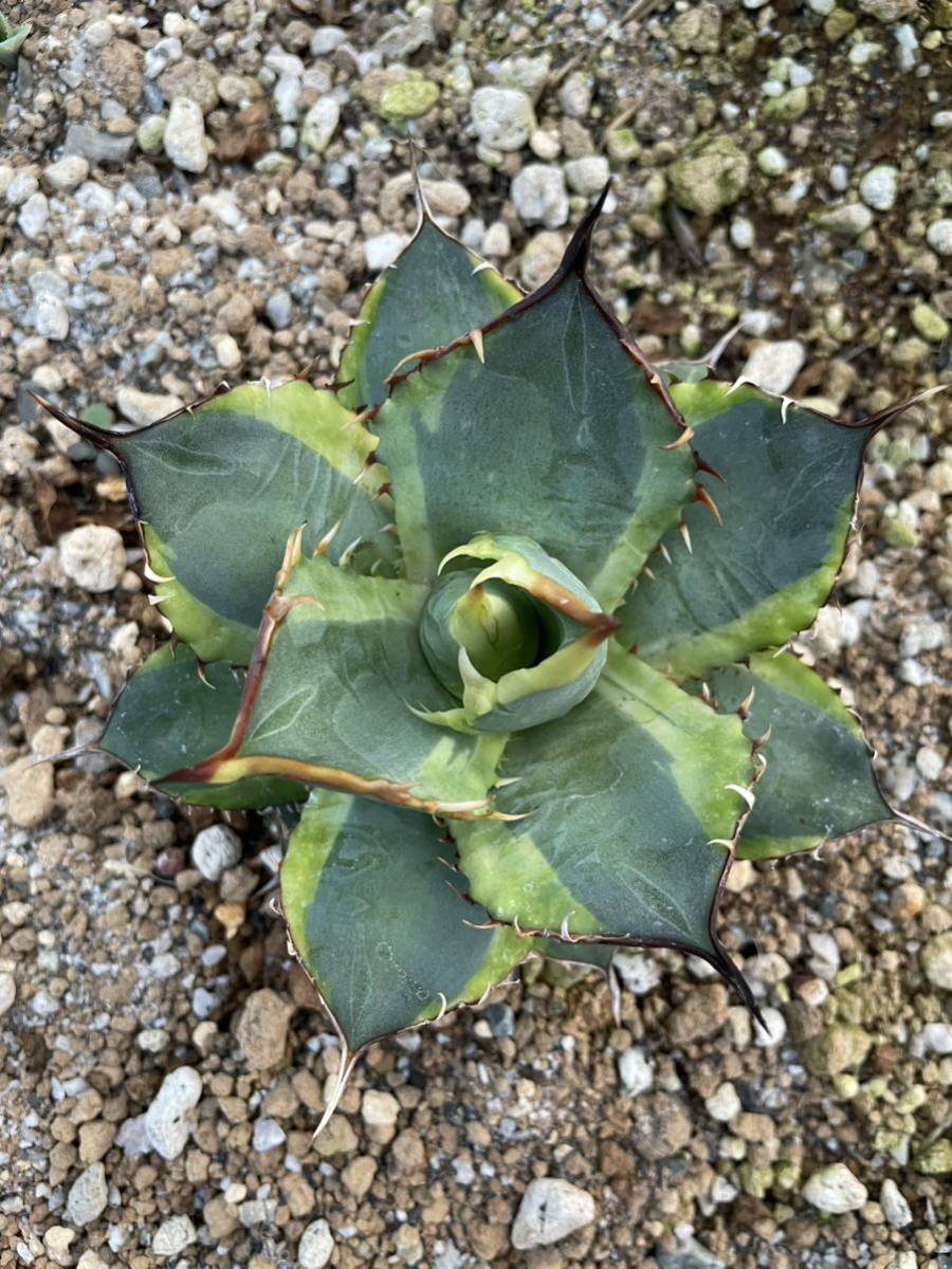 Agave titanota agave Banana Peel アガベ チタノタ バナナピール 覆輪斑 錦 斑入り 多肉植物 サボテン_画像2