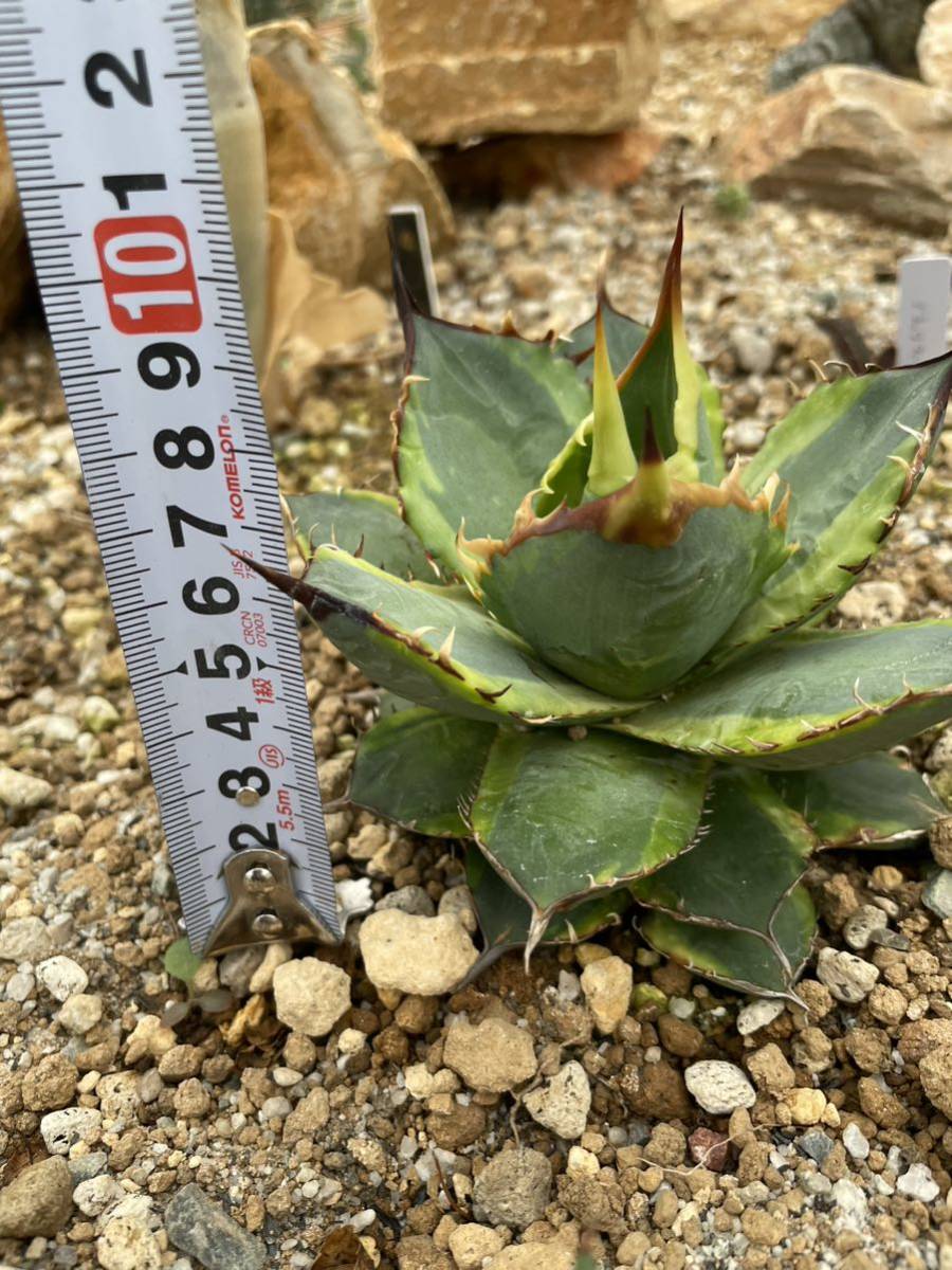 Agave titanota agave Banana Peel アガベ チタノタ バナナピール 覆輪斑 錦 斑入り 多肉植物 サボテン_画像8