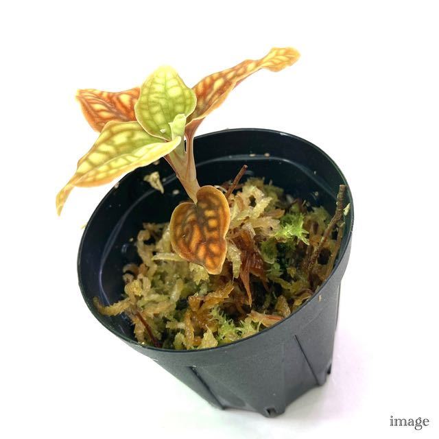 シストーチス バリエガータ (ジュエルオーキッド 宝石蘭 観葉植物 熱帯植物 ビバリウム テラリウム パルダリウム Cystorchis)_画像2