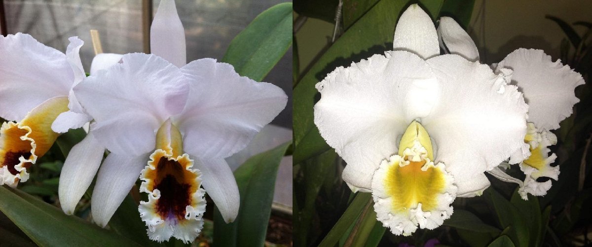 C. percivaliana x sib (coerulea 'Ondine' x alba 'First Class') 洋蘭 原種_画像1