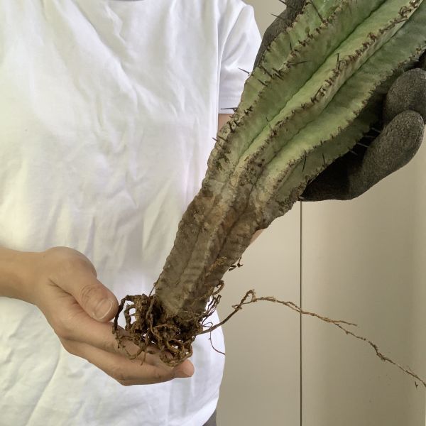 【B3534】33㎝！！【極上特選大株！！】ユーフォルビア ホリダ Euphorbia horrida ( 検索 アガベ 塊根植物 パキポディウム 多肉植物 )_画像7