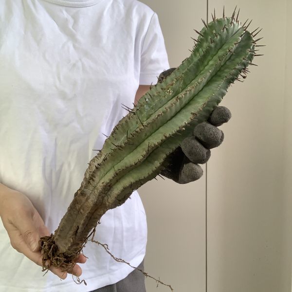 【B3534】33㎝！！【極上特選大株！！】ユーフォルビア ホリダ Euphorbia horrida ( 検索 アガベ 塊根植物 パキポディウム 多肉植物 )_画像4