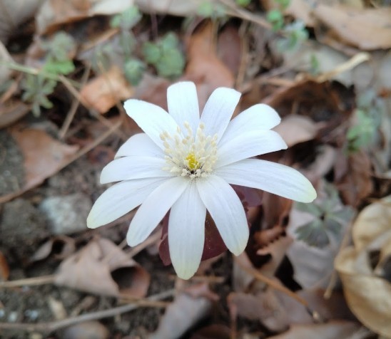 山野草　アズマイチゲ（東一華）、10株以上。早春の山を彩る白い可憐な花。希少種。4！_アズマイチゲの花です。