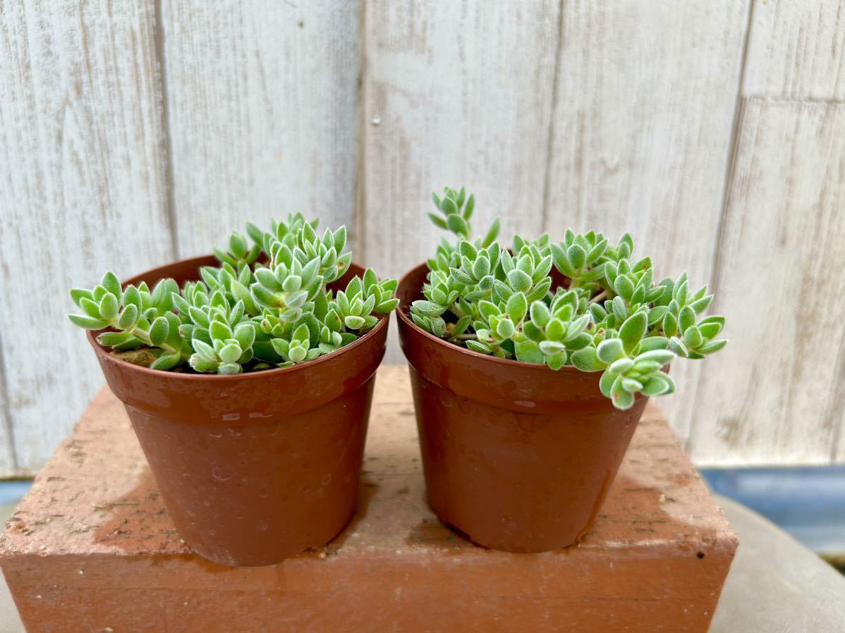 多肉植物 レモータ２ポット　寄せ植えに。_画像1