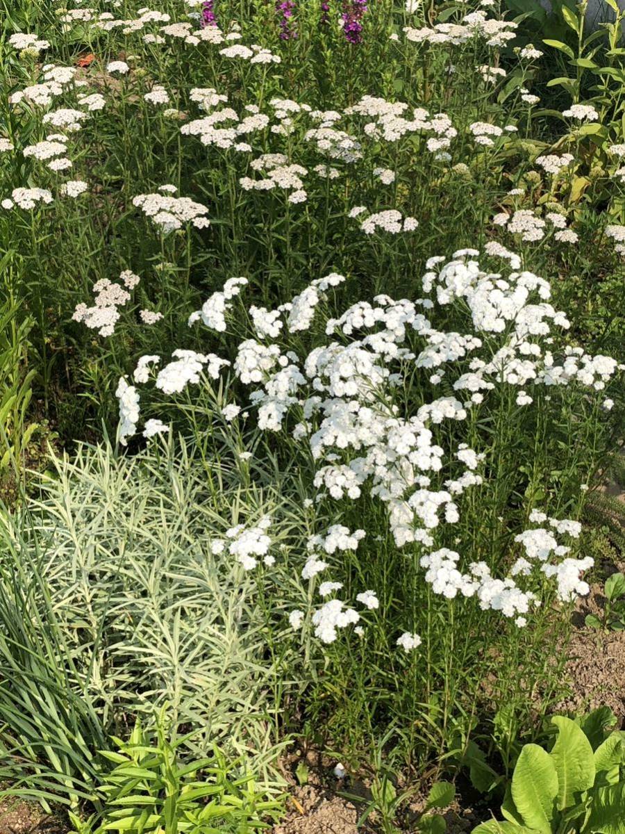 花種　アキレアダブルダイヤモンド　宿根草　花殻約5個　北海道より_画像5